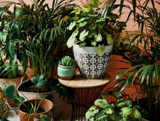 best indoor plants in Dubai, best outdoor plants in Dubai, Indoor Plants, Outdoor Plants