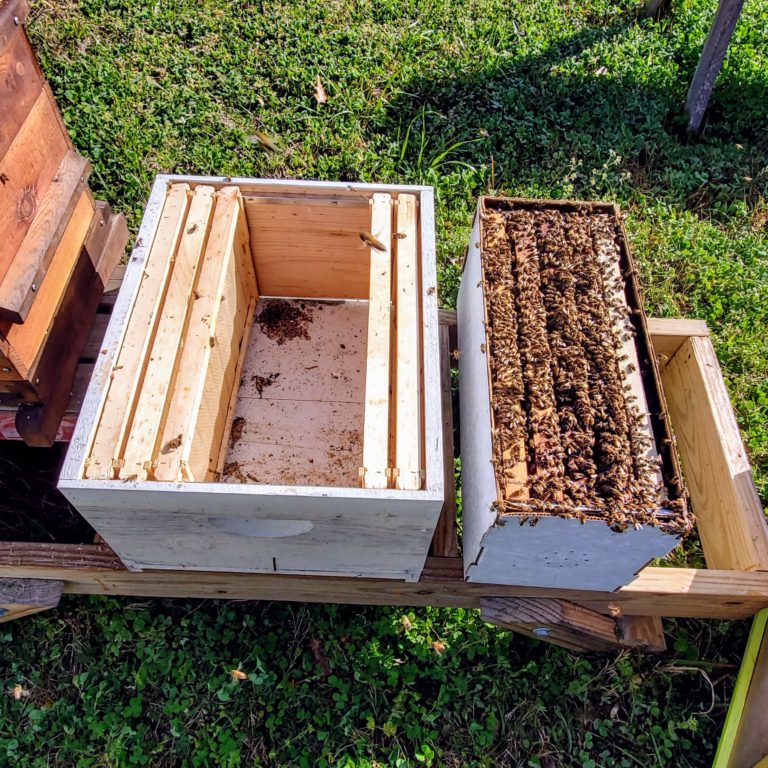 Installing New Honeybee Colonies