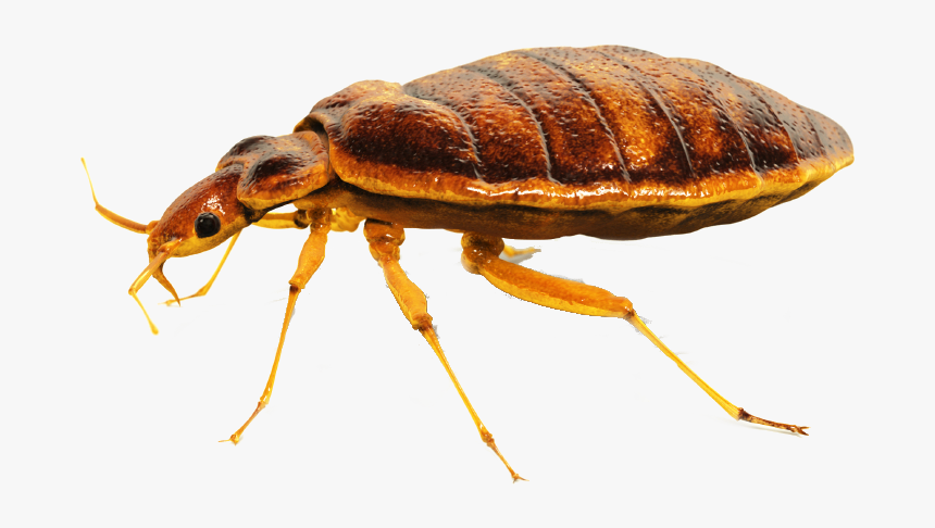 Bed Bug Exterminator in Langley