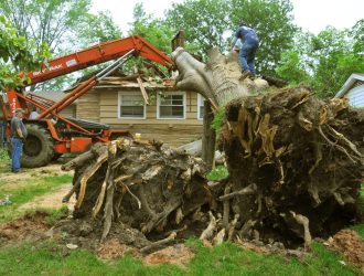 Damaged-Tree-Removal-Method-scaled