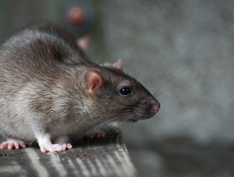 Mice & Rodent Control