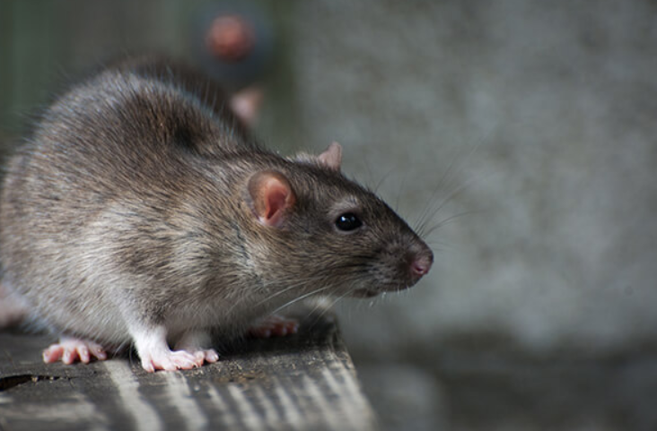 Mice & Rodent Control