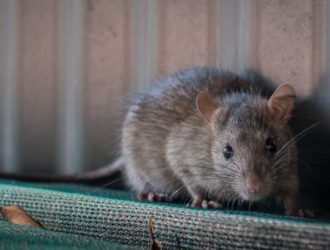 Rat control and removal in Brampton