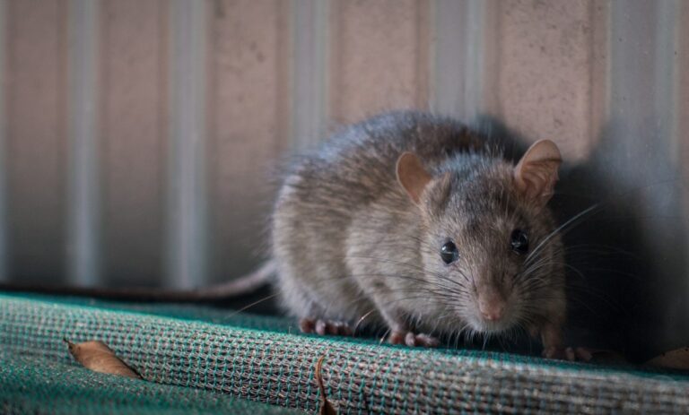 Rat control and removal in Brampton