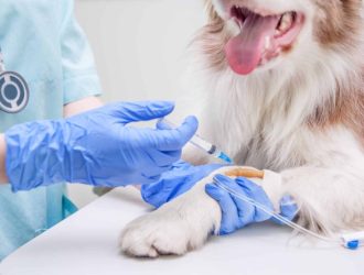 Veterinary Vaccine Market