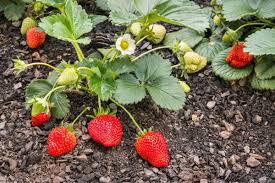 Strawberry Growth