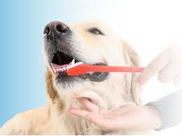 essential dental care in dogs guide