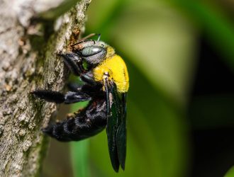 stop-carpenter-bees-02