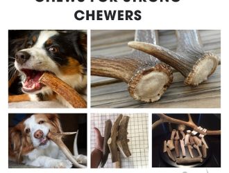 Best Large Dog Antler Chews for Strong Chewers