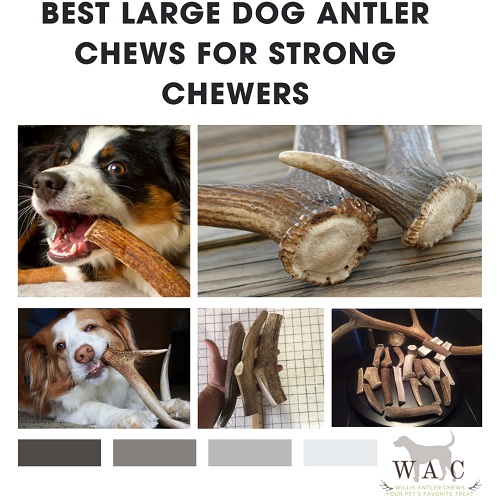 Best Large Dog Antler Chews for Strong Chewers