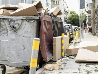 cute-cat-sitting-rubbish-bin-outdoors