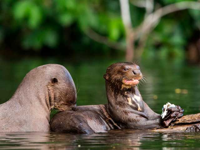 nutria-manu