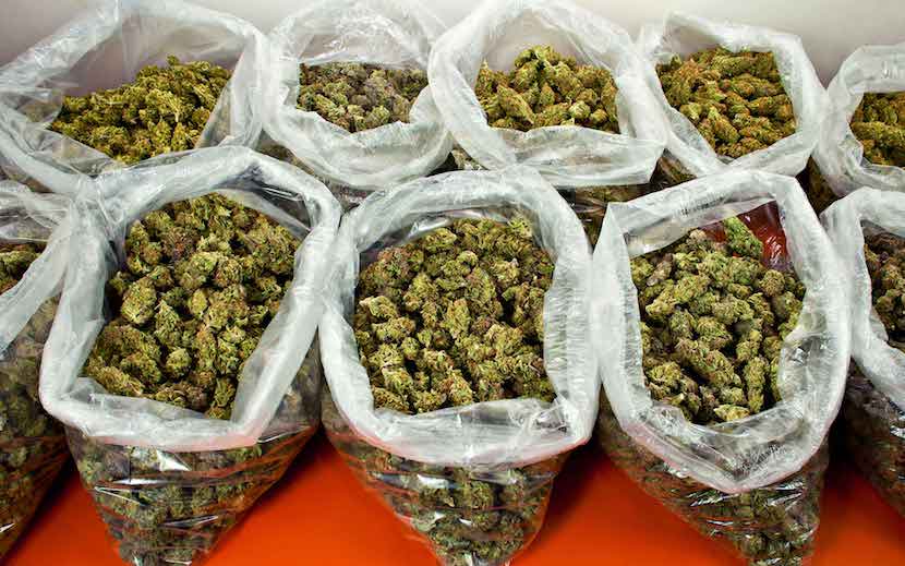 Buy bulk weed canada