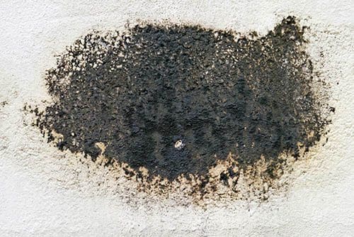 How To Properly Remove Black Mold