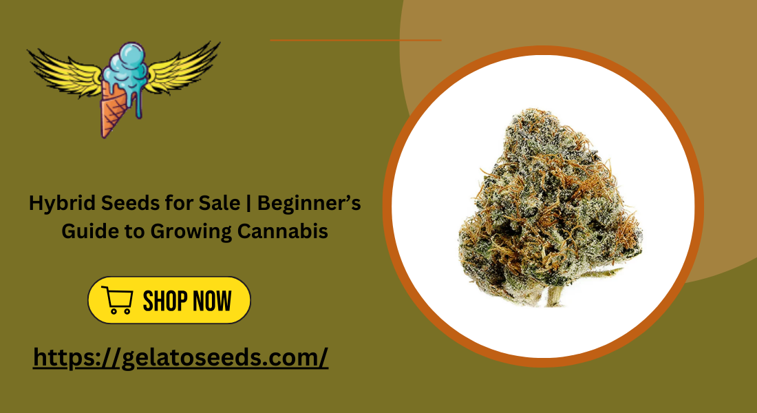 Hybrid Seeds for Sale  Beginner’s Guide to Growing Cannabis