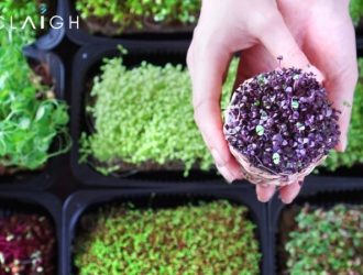 Microgreens Market