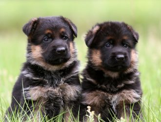 Puppies