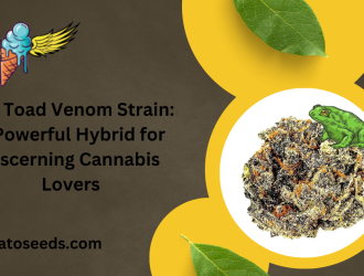 The Toad Venom Strain A Powerful Hybrid for Discerning Cannabis Lovers