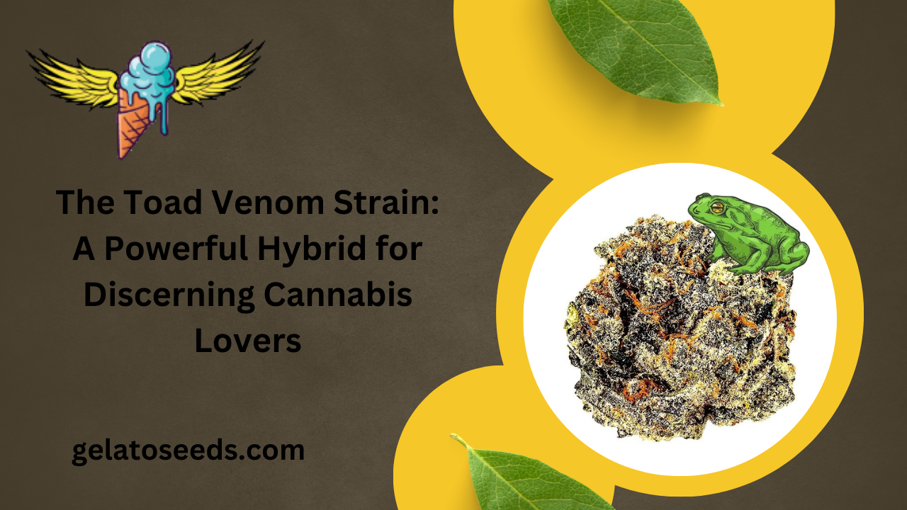 The Toad Venom Strain A Powerful Hybrid for Discerning Cannabis Lovers