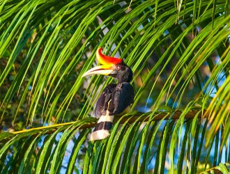 birding in borneo