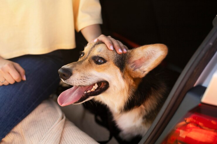 close-up-hand-petting-smiley-dog_23-2149027339