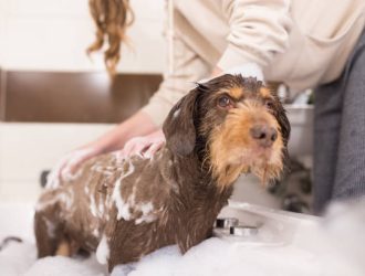 dog grooming at home