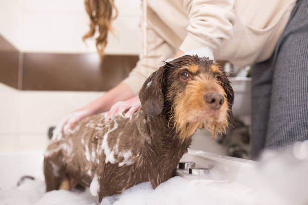 dog grooming at home