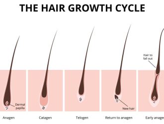 the-hair-growth-cycle-phases