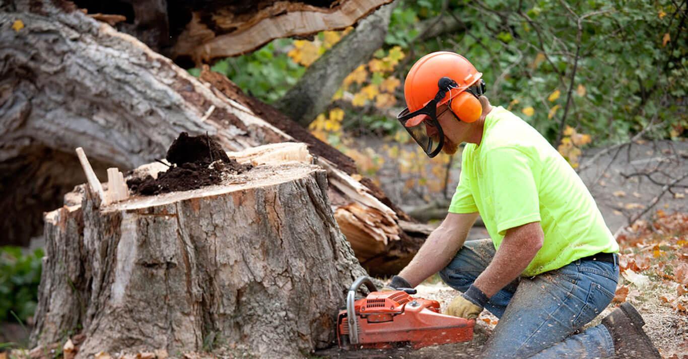 tree-removal-service