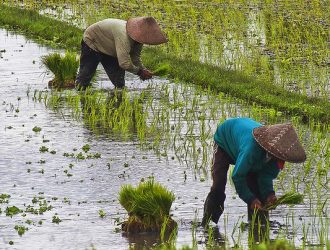 IMG_6871 Farmers planting rice seedlings