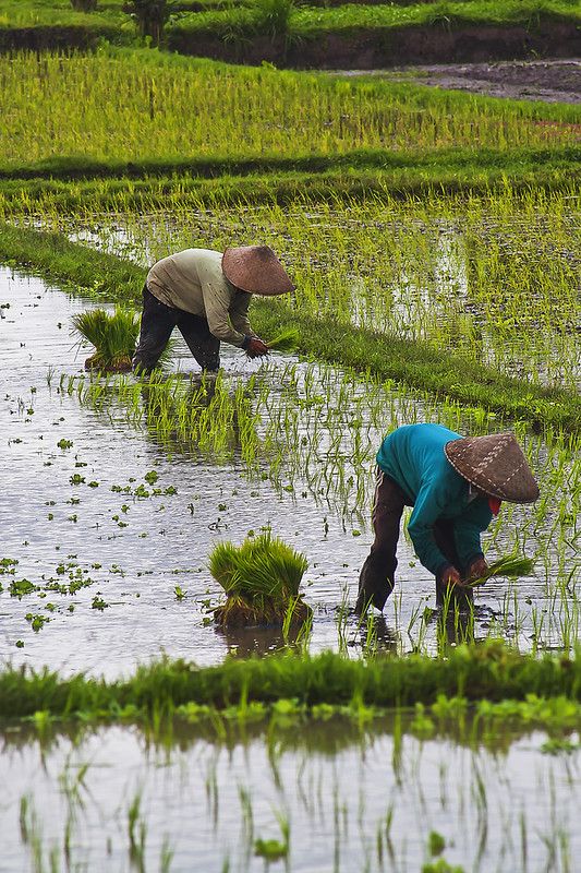 IMG_6871 Farmers planting rice seedlings