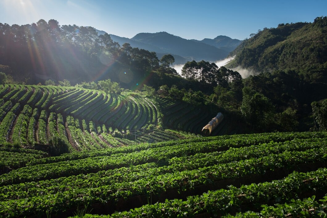 Munnar