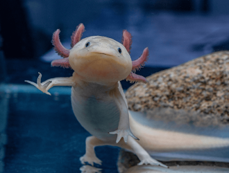 Pink-Axolotl-1