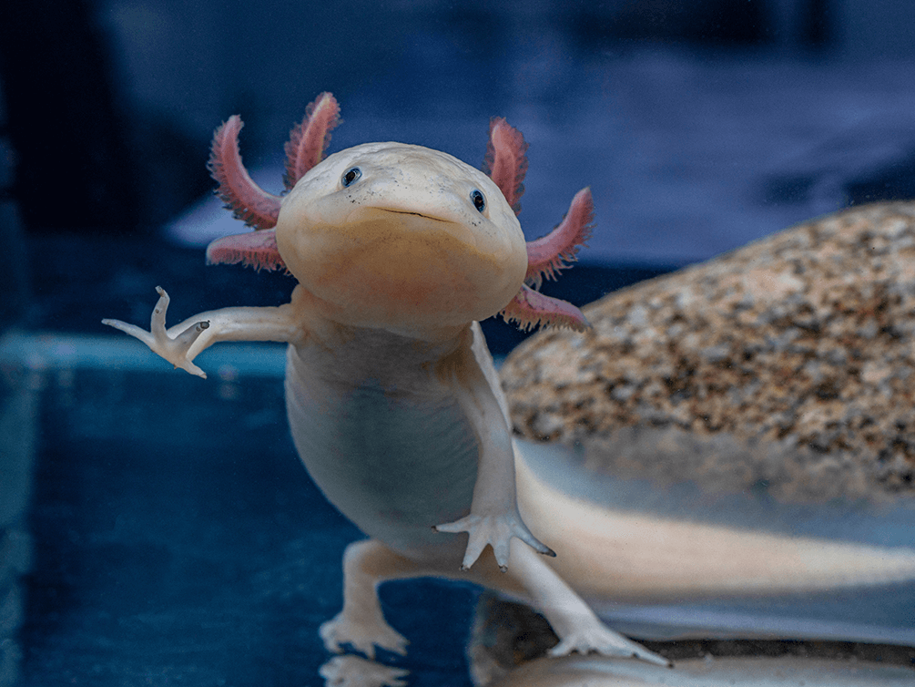 Pink-Axolotl-1