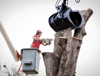 The-Prime-Benefits-of-Having-Professional-Tree-Removal-Services