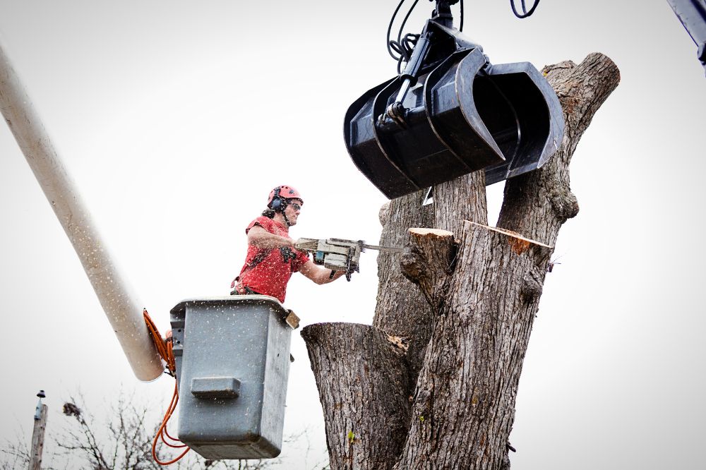 The-Prime-Benefits-of-Having-Professional-Tree-Removal-Services