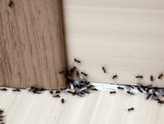 ant-removal-melbourne