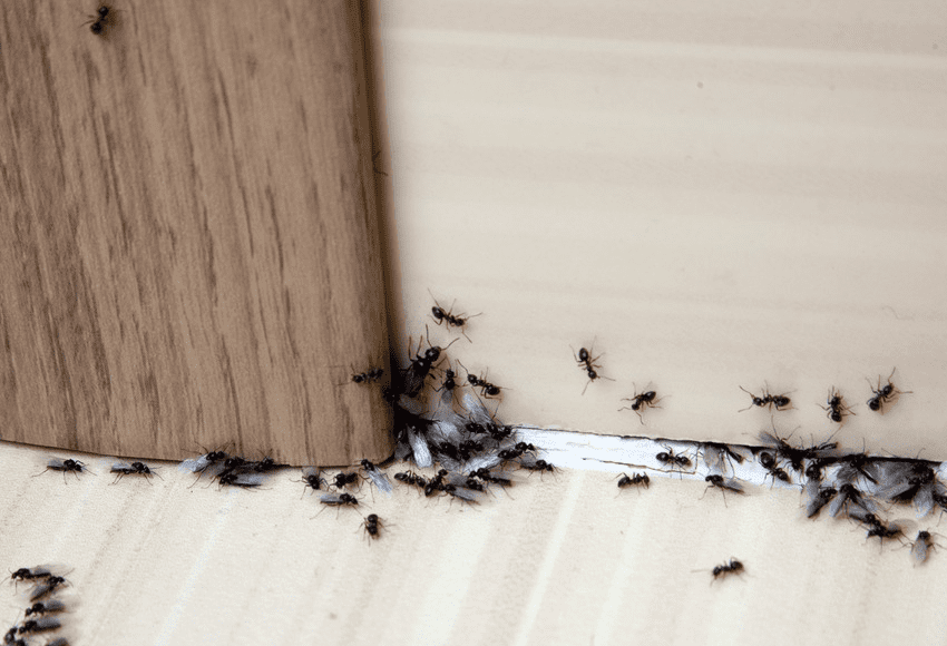 ant-removal-melbourne